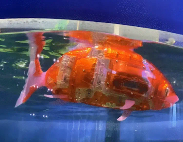 女子养了两条电子鱼。网友：赛博鲤鱼