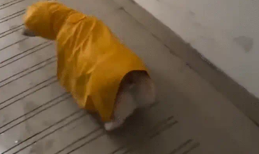 雨天柯基脚滑上不去斜坡，倒着走上了斜坡