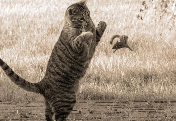流浪猫竟是生态杀手？每年37亿鸟类被夜猫捕食背后的人猫大战