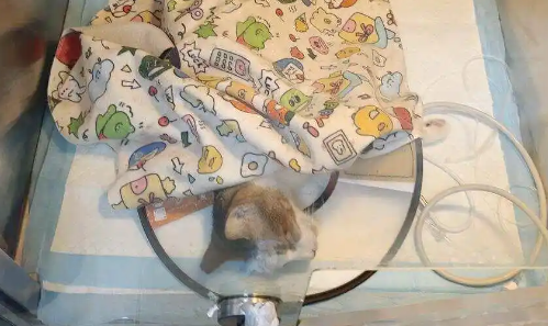 近期发生数起！广州番禺有人用箭射流浪猫狗