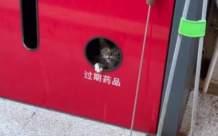 那只雨天躲在回收箱里，邀请人类一起避雨的小流浪猫，终于有家啦