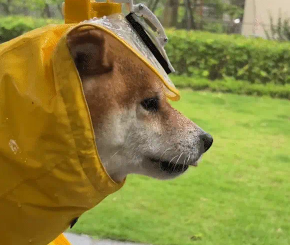 下雨天狗子帽檐上的雨刮器十分抢镜。网友：有没有成人版本