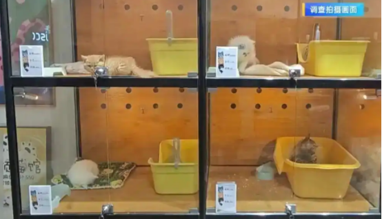 “免费领养宠物”真的不花钱吗？小心这些“坑”