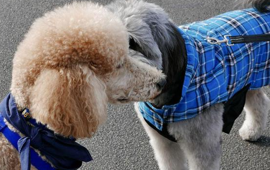 四季贵宾犬的双面人生：从宠儿到流浪者的真实自白