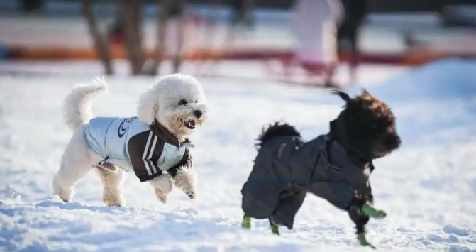 被催婚的年轻人，开始给宠物「包办爱情」