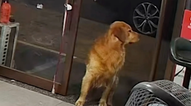 金毛偷溜出去玩，回家发现一个人都没有