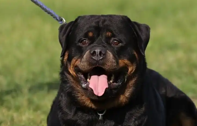 罗威纳犬主人已被采取刑事强制措施！