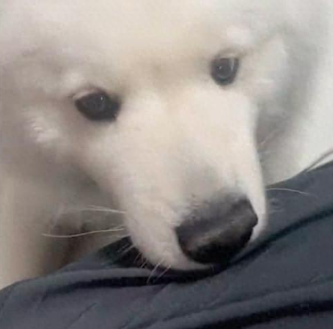 网友在狗狗幼儿园工作，一回家自家狗就闻她！