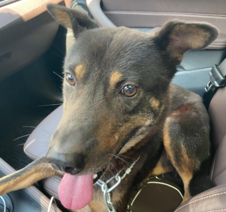 爱犬在宠物店暴毙！主人索赔精神损害抚慰金2万