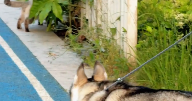 女子带狗子遛弯，偶遇一只霸气的猫咪。狗：拜见咪咪大王