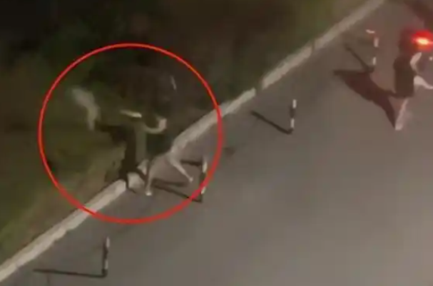 小狗凌晨多次被遗弃至路边绿化带，它曾狂奔3公里追主人