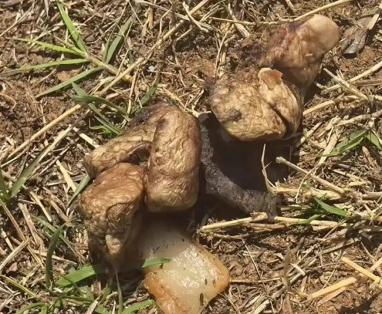 云南一公园发现“毒肉块”，多只宠物狗中毒死亡