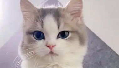 猪肉加工点圈养大量流浪猫：流浪宠物何以为家