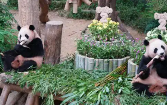 韩国爱宝乐园大熊猫“睿宝”“辉宝”庆生