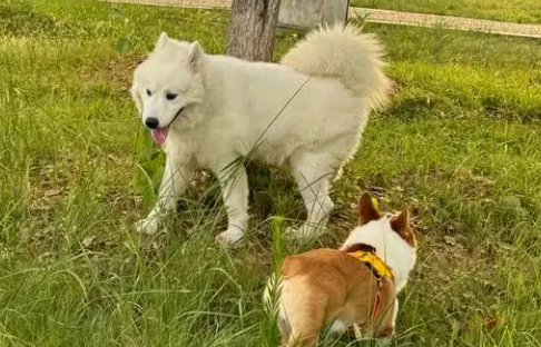 男子质问遛狗为何不牵绳被打出血！狗主人被立案后取保候审