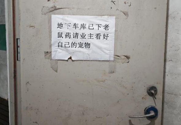 长春一小区投药应对流浪猫？律师：此举欠妥