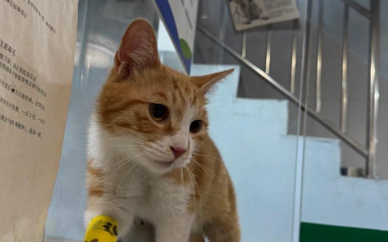 小猫疑被困长沙居民楼外墙近一月后获救