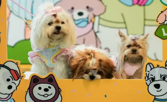 进口猫粮涨价！科学养宠理念正重塑宠物市场