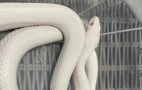 宠物蛇“出逃”误闯修车铺，消防员紧急抓捕