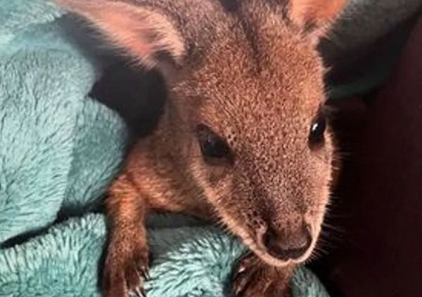 女子路遇孤儿袋鼠，用奶瓶喂养它长大