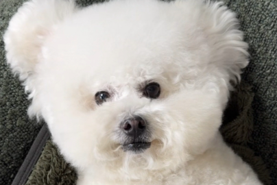 宠物经济驶入快车道，持续成长可期！