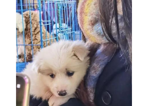 “星期猫”“星期狗”套路深？司法如何破解宠物消费陷阱