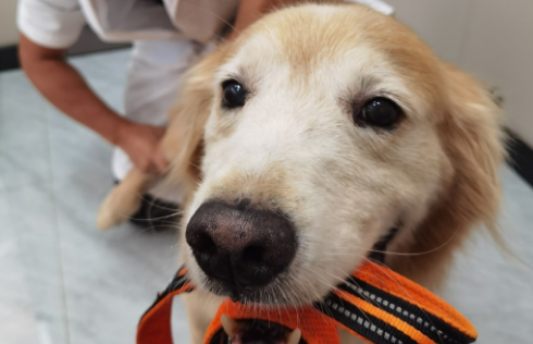 不便宜的宠物医疗：猫狗主人喊贵 宠物医院喊亏