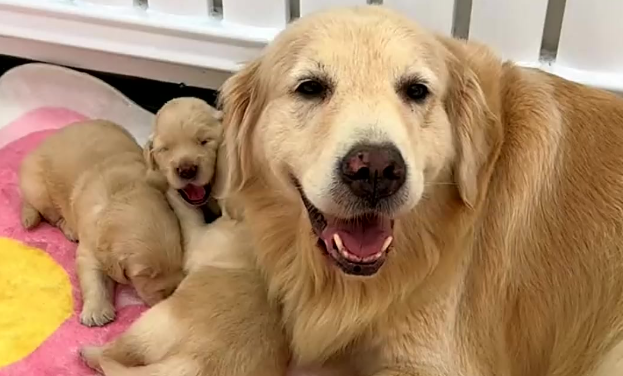 加拿大宠物品牌虚假宣传：3 万元罚单背后的行业乱象