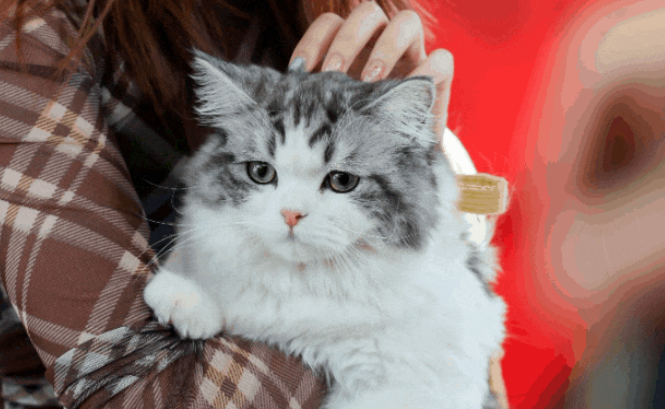 沪上滨港商业中心今潮8弄升级为 “宠物友好街区”