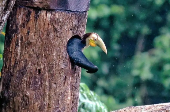 幼鸟顺利出巢！云南连续两年实现犀鸟人工招引繁殖