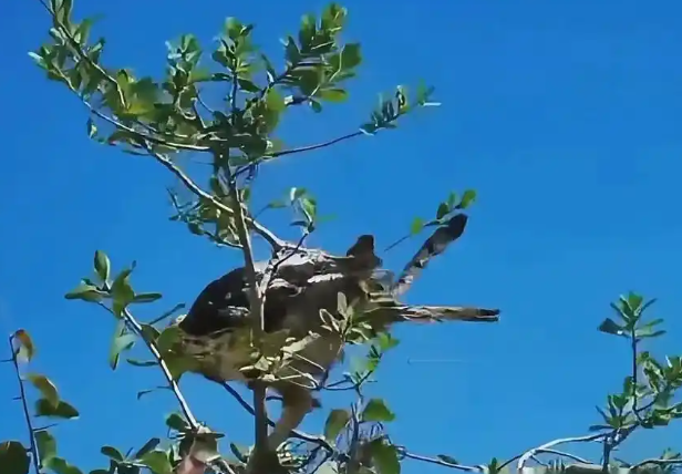 老鹰想偷袭小鸡！母亲为了保护孩子，把老鹰逼到了死角！
