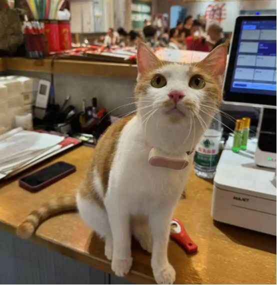 重庆一“猫咪火锅店”供流浪猫食宿走红！