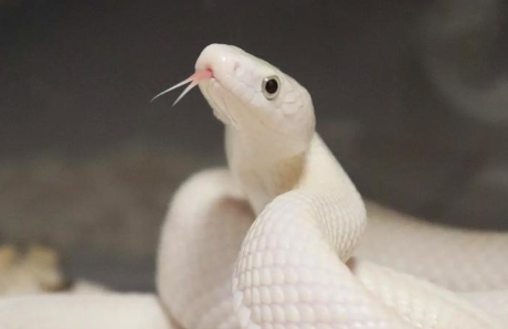 饲养异宠正流行，背后风险有哪些