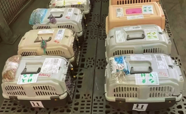 蛇、蜥蜴等冷血宠物能高铁托运吗？不能！