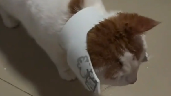 男子听到杯子摔碎的声音，看见猫戴着杯子残骸走过来