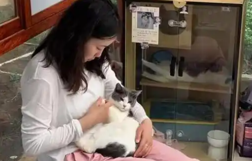 当个快乐“铲屎官”云南农职院里有间“猫咪托儿所”