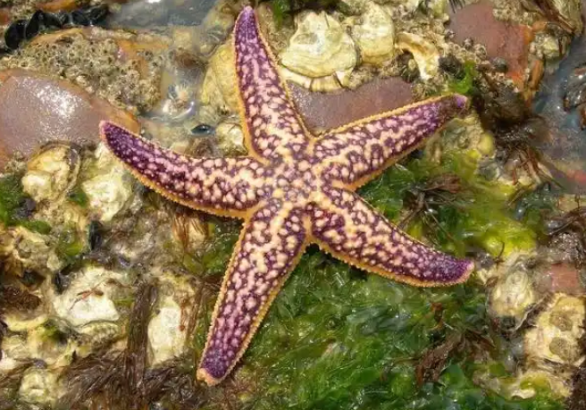 太残暴了，海星为吃蛤蜊折磨它8小时