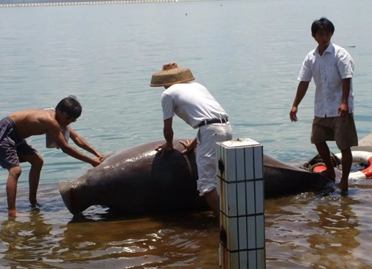 中国台湾渔民捞到3米长的儒艮：早已功能性灭绝 又复活了?