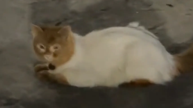 女子偶遇长相奇特的猫咪，小猫：你好，我是喵江大盗