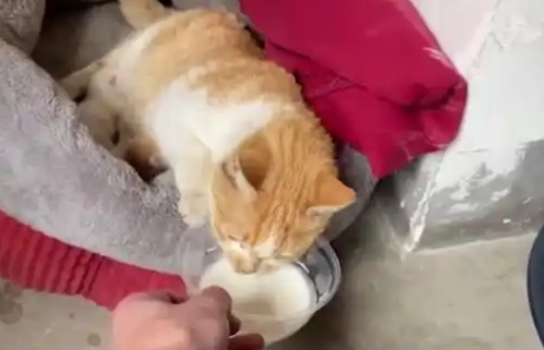 流浪猫在小区生产，物业安置一家猫，还为小猫找了家