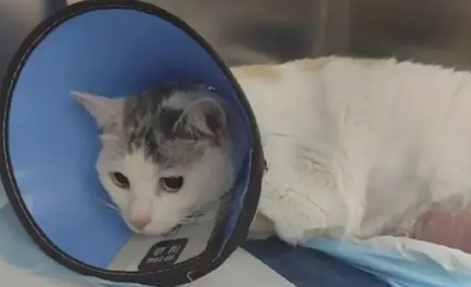 宠物猫手术后突然死亡，猫主人想要调取监控遭宠物医院拒绝