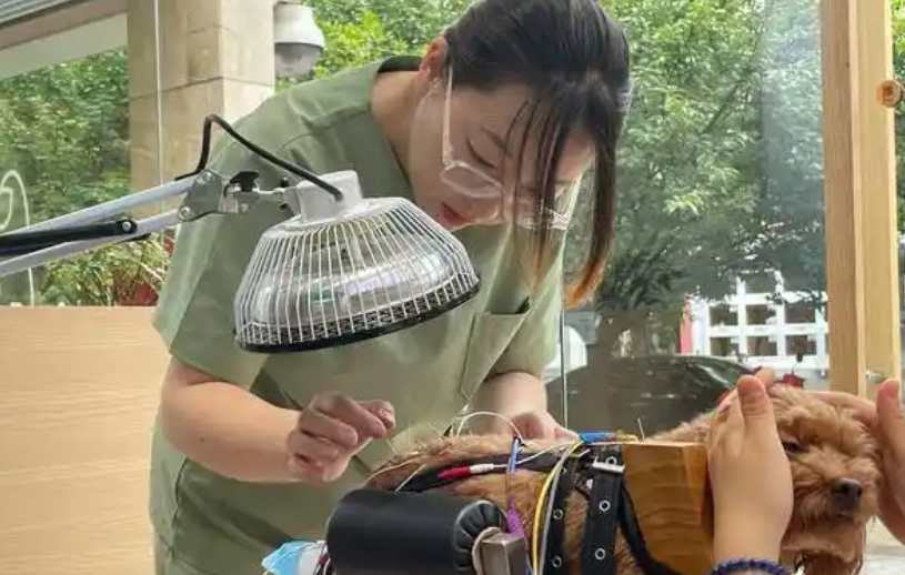 宠物护理行业中医越来越受欢迎