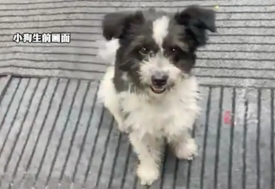 烧烤店的看门狗，半夜被戴口罩男子用弩弓射杀！