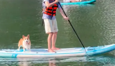 女主人在岸边叫坐船的柯基过来，没想到它真的跳进河里，往岸边游