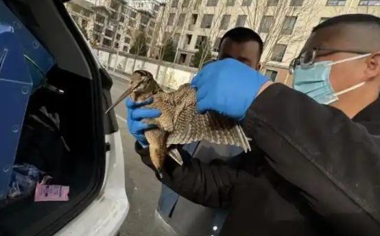 北京开展流浪宠物救助行动，救下保护动物