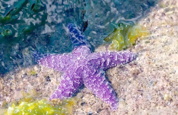 这种“疯狂”结构让海星灵活又坚固