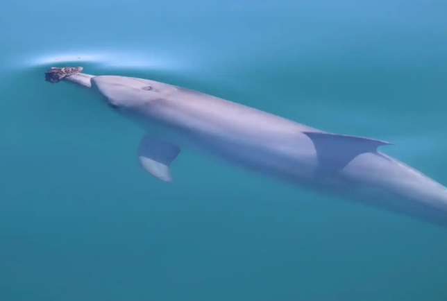 部分海豚学会“戴护具”捕食