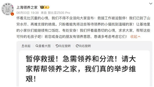 疯狂丢猫季到来！救援组织不堪重负宣布暂停营救