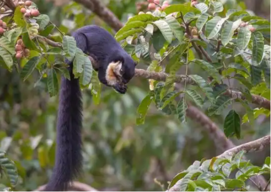 你在街头看到过小松鼠吗？随手记录