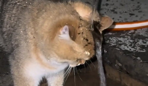 猫咪用水龙头浇头，像是需要冷静的伤心人